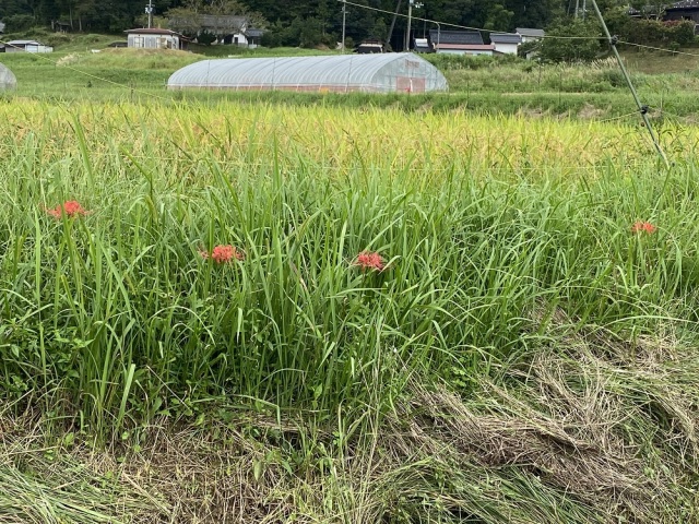 彼岸花1