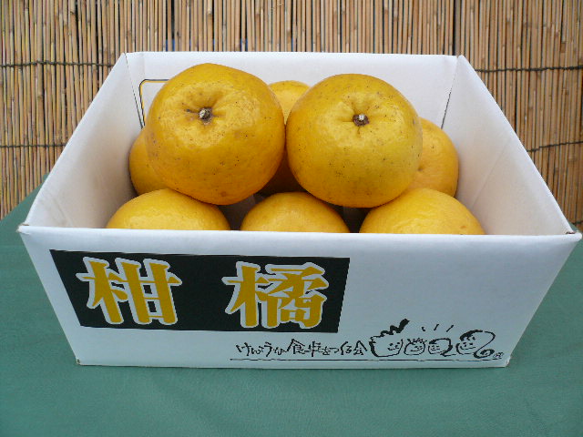バイオ農法 河内晩柑（木成完熟）7～8個 約3.5kg けんこうな食卓