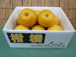 バイオ農法 河内晩柑（木成完熟）7～8個　約3.5kg