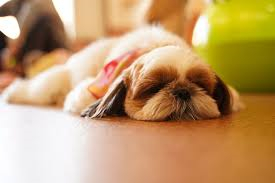 【送料無料】青森県産りんご「蜜入り葉とらずふじ5kg」糖度13度以上の甘い完熟リンゴ＜贈答用に最適！＞