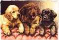 �ڥ�å��եå����åȡ�lab puppies�ʥ�֥�ɡ���ѥԡ�����