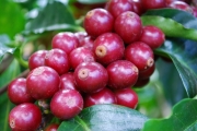 ƣ�֥���