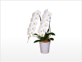 ���ڥꥪ�������ظ�ĳ���ۥ磻��2��Ω