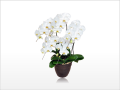 �쥮��顼�ۥ磻�ȸ�ĳ��5��Ω
