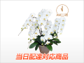 ��������ã�ۥ���������ɥۥ磻�ȸ�ĳ��5��Ω