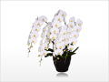 ���ڥꥪ�������ظ�ĳ���ۥ磻��5��Ω
