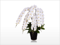 ����ڥꥢ�����ظ�ĳ���ۥ磻��5��Ω