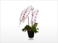 ���ڥꥪ�������ظ�ĳ������3��Ω