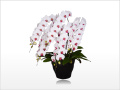 ���ڥꥪ�������ظ�ĳ������5��Ω