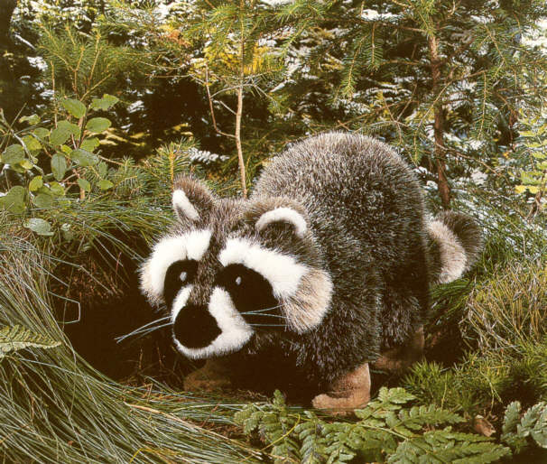 あらいぐま(小)