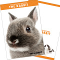 2011RABBIT �������꡼