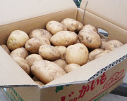 ͭ����ڡ����㤬���⡡10kg�ʶ�̳�ѡ�