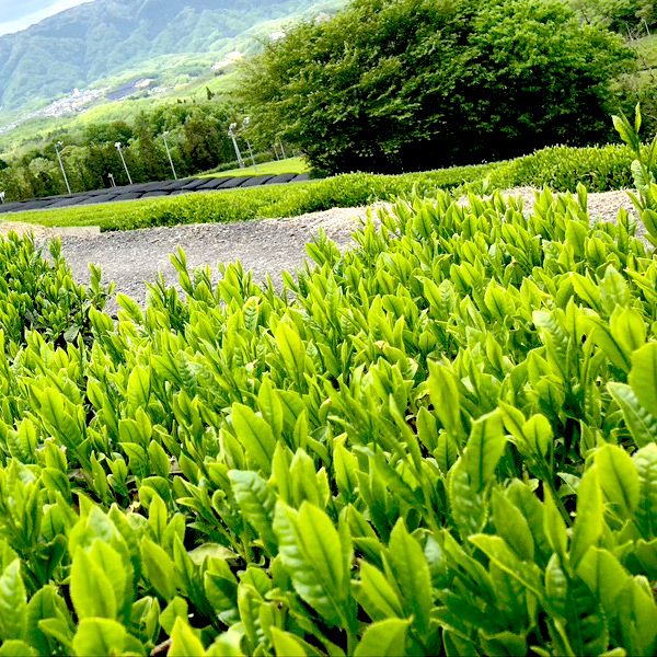 南山城紅茶おくみどり
