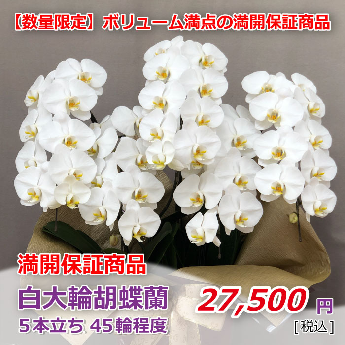 白大輪5本立ち45輪 満開 価格