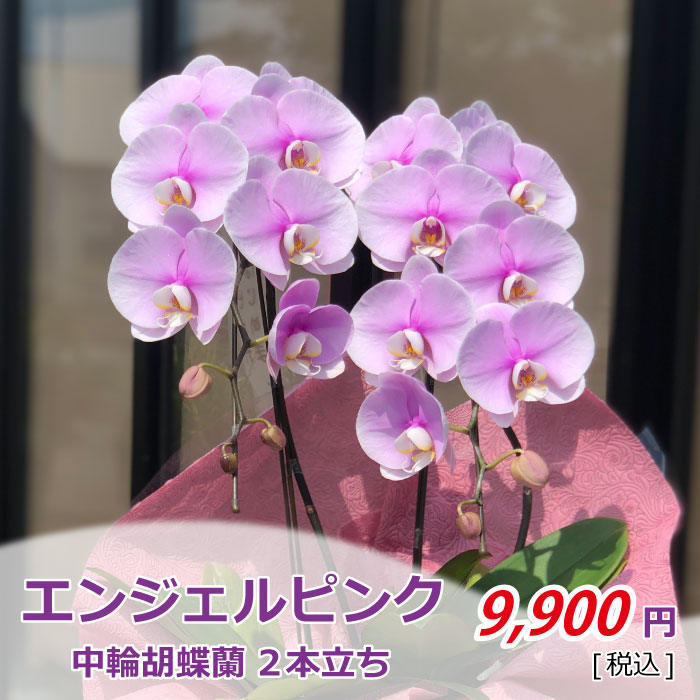 エンゼルピンク2本(税込)