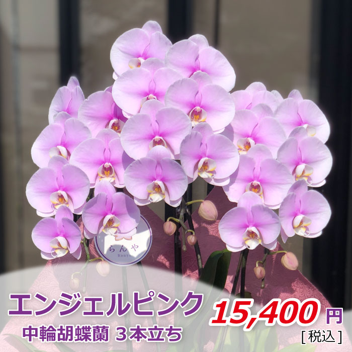 エンジェルピンク3本(税込)
