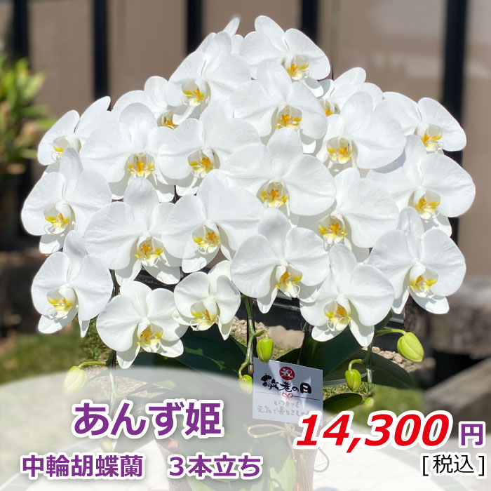 あんず姫3本立ち 2021敬老の日