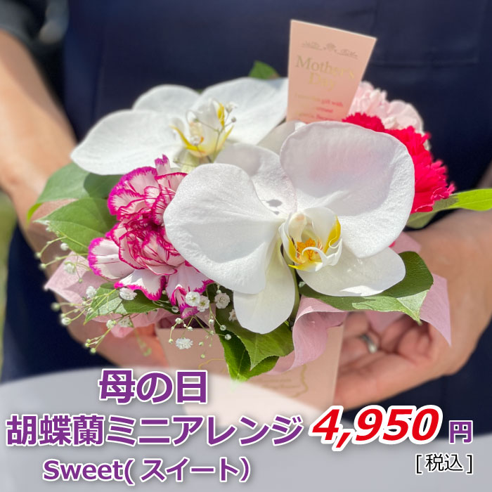 胡蝶蘭ミニアレンジ スイート 価格