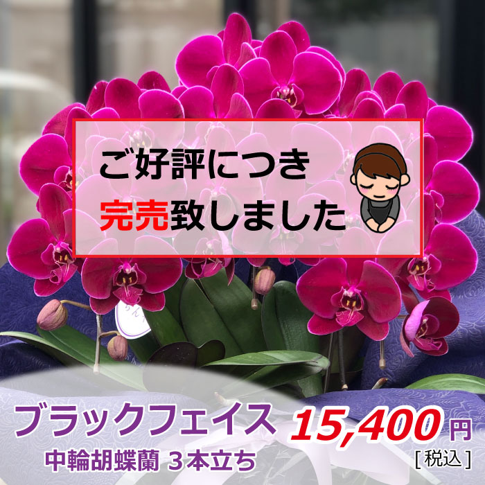 ブラックフェイス3本(税込)