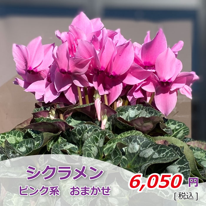 シクラメン ピンク系 おまかせ 価格