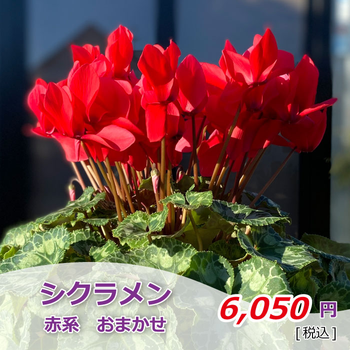 シクラメン レッド系 おまかせ 価格