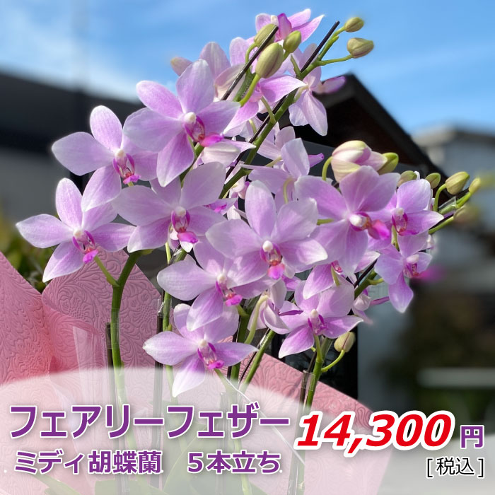 フェアリーフェザー5本立ち 価格