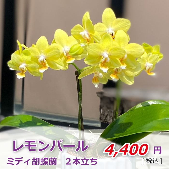 レモンパール2本立ち 価格