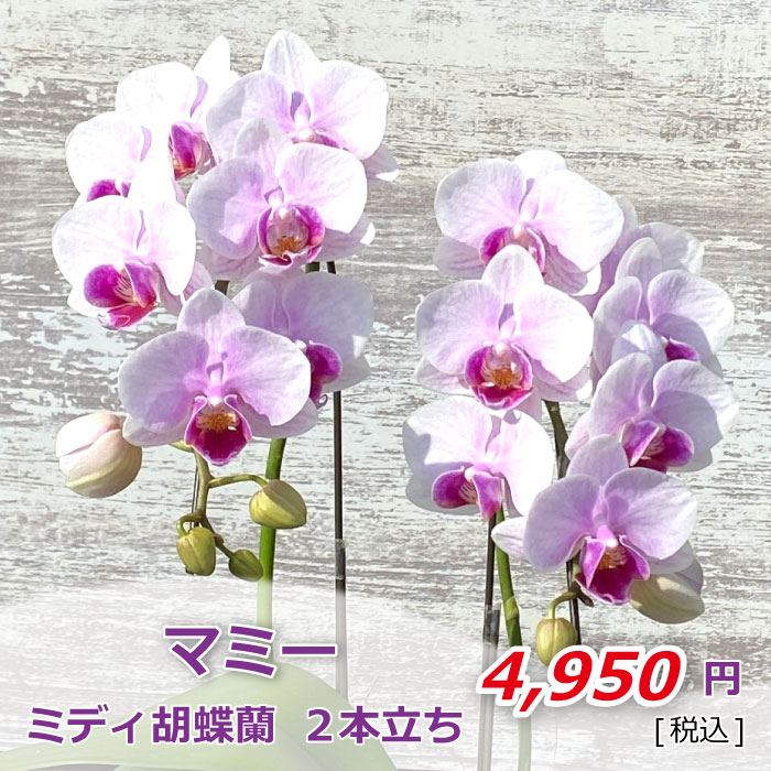 マミー1K2F 価格