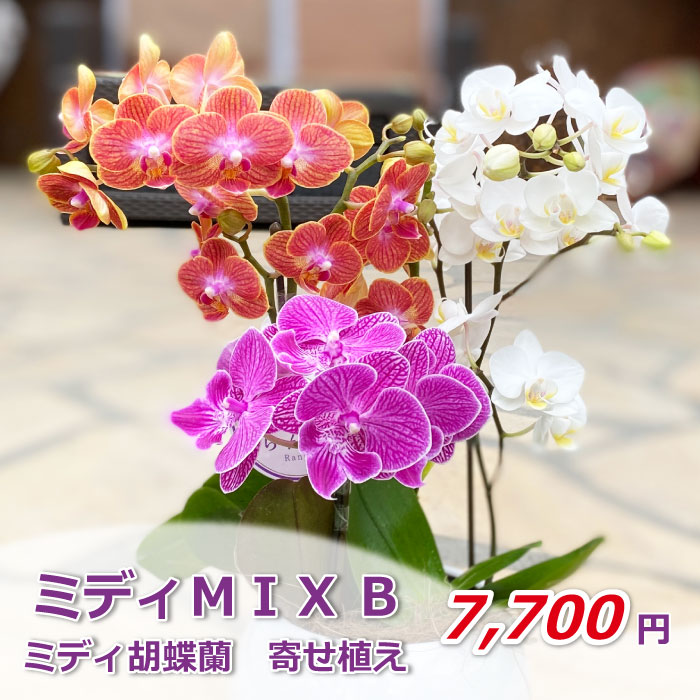 ミディMIX B 価格