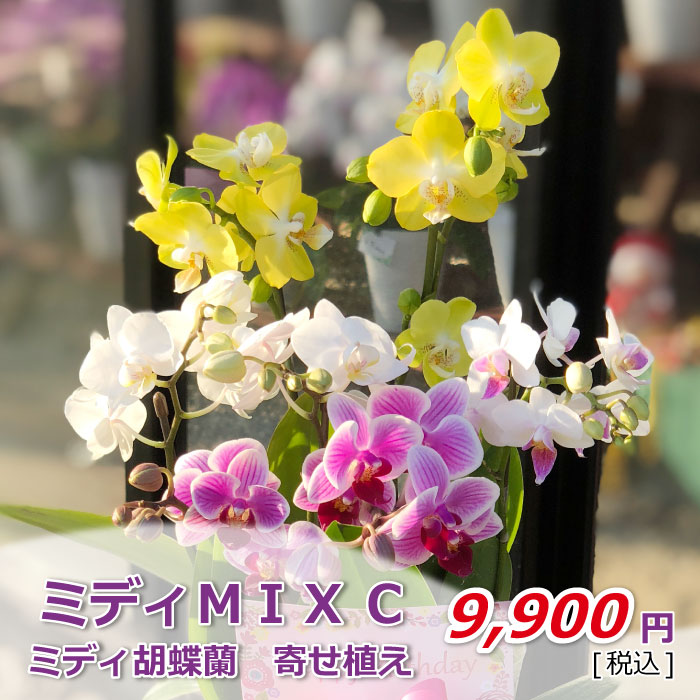 ミディMIXC 価格