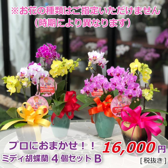 ミディ胡蝶蘭 4個セット