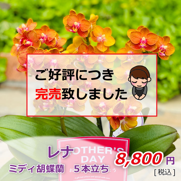 レナ 5本立ち 完売