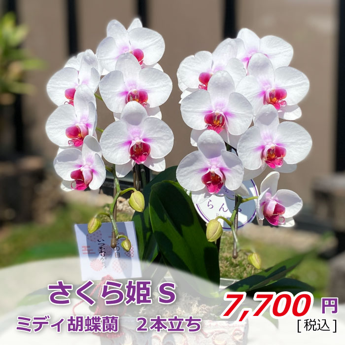 さくら姫S2本立ち 2021敬老の日