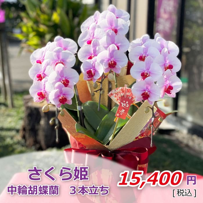 さくら姫3本立ち お正月 価格