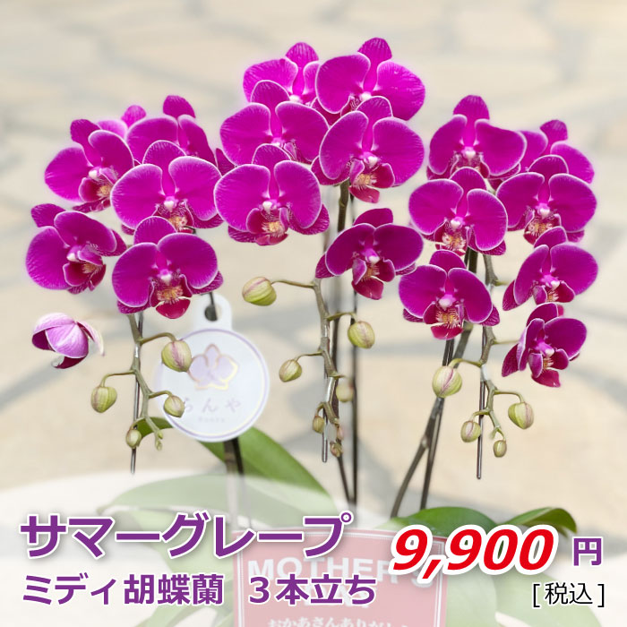 サマーグレープ 3本立ち 価格