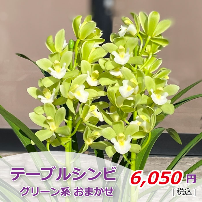 テーブルシンビ グリーン系おまかせ 価格