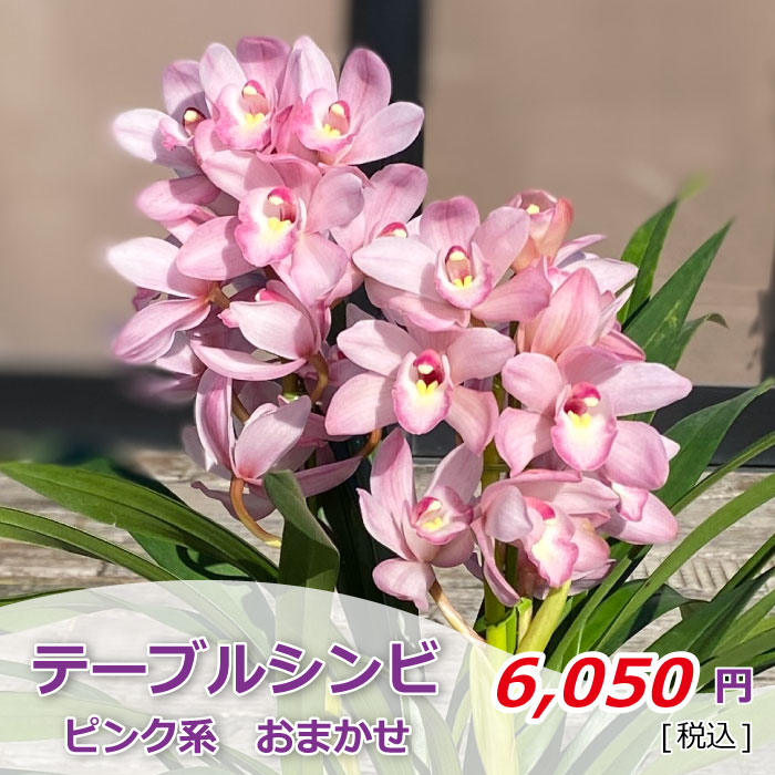 テーブルシンビ ピンク系おまかせ 価格