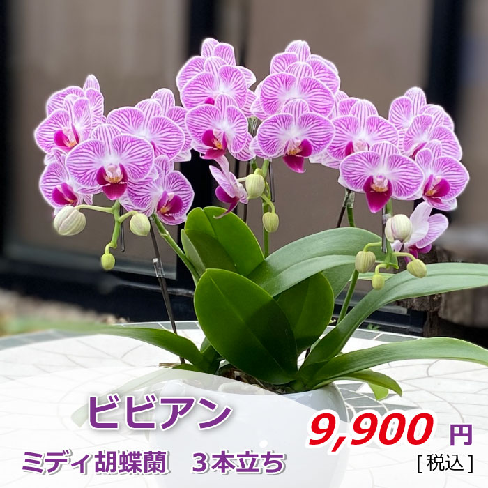 ビビアン3本立ち 価格