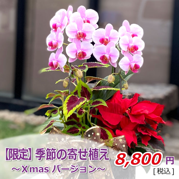 季節の寄せ植え クリスマス 価格2