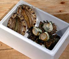 あわび・さざえコース（A）