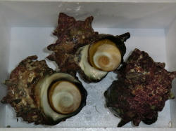 S級さざえコース(D)