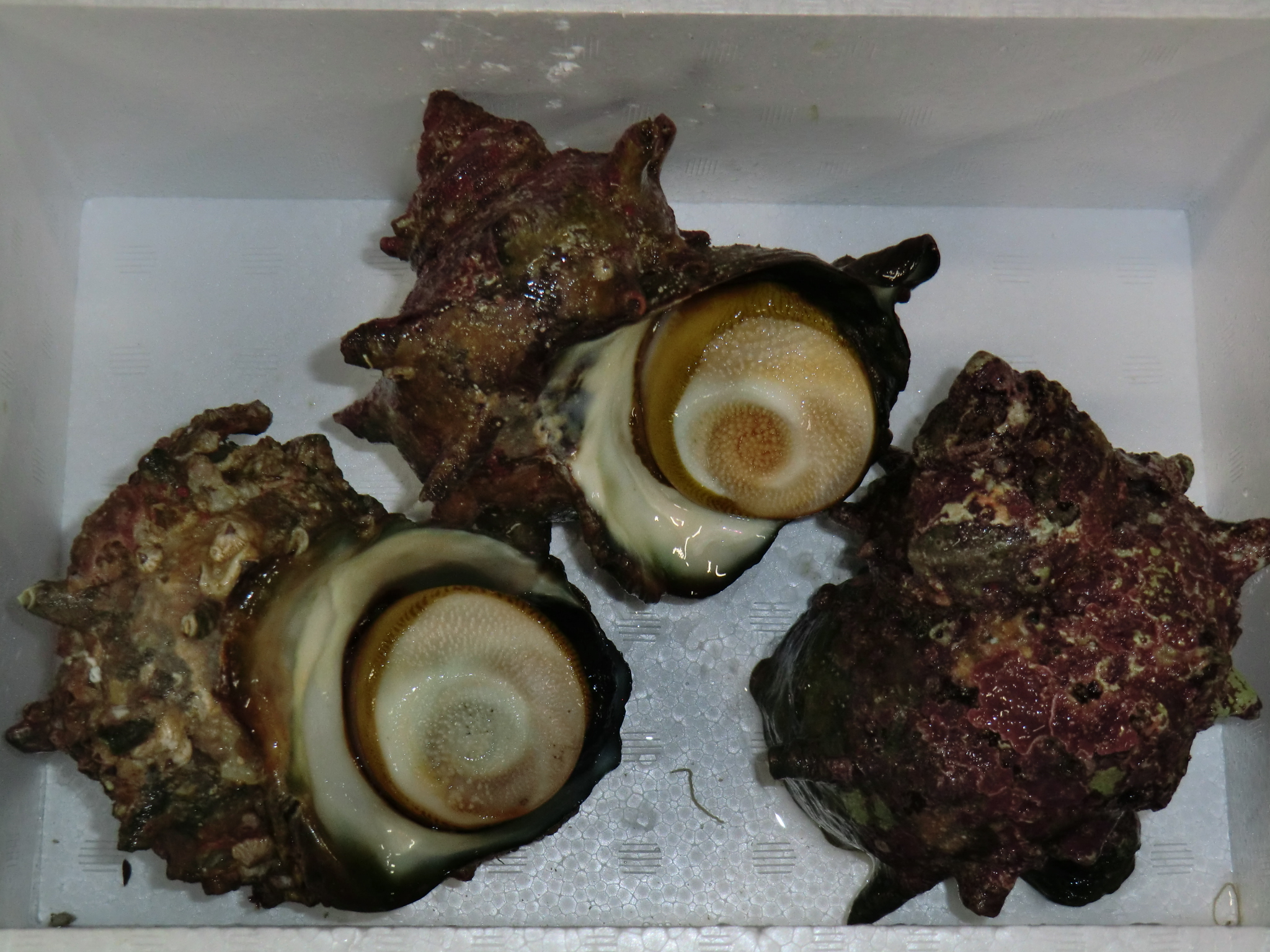 S級さざえコース(D)