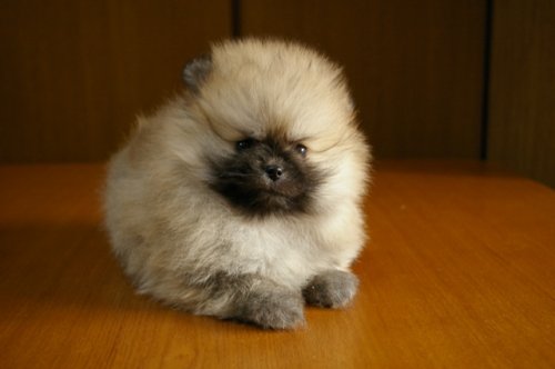 飼い主様決まったワン！