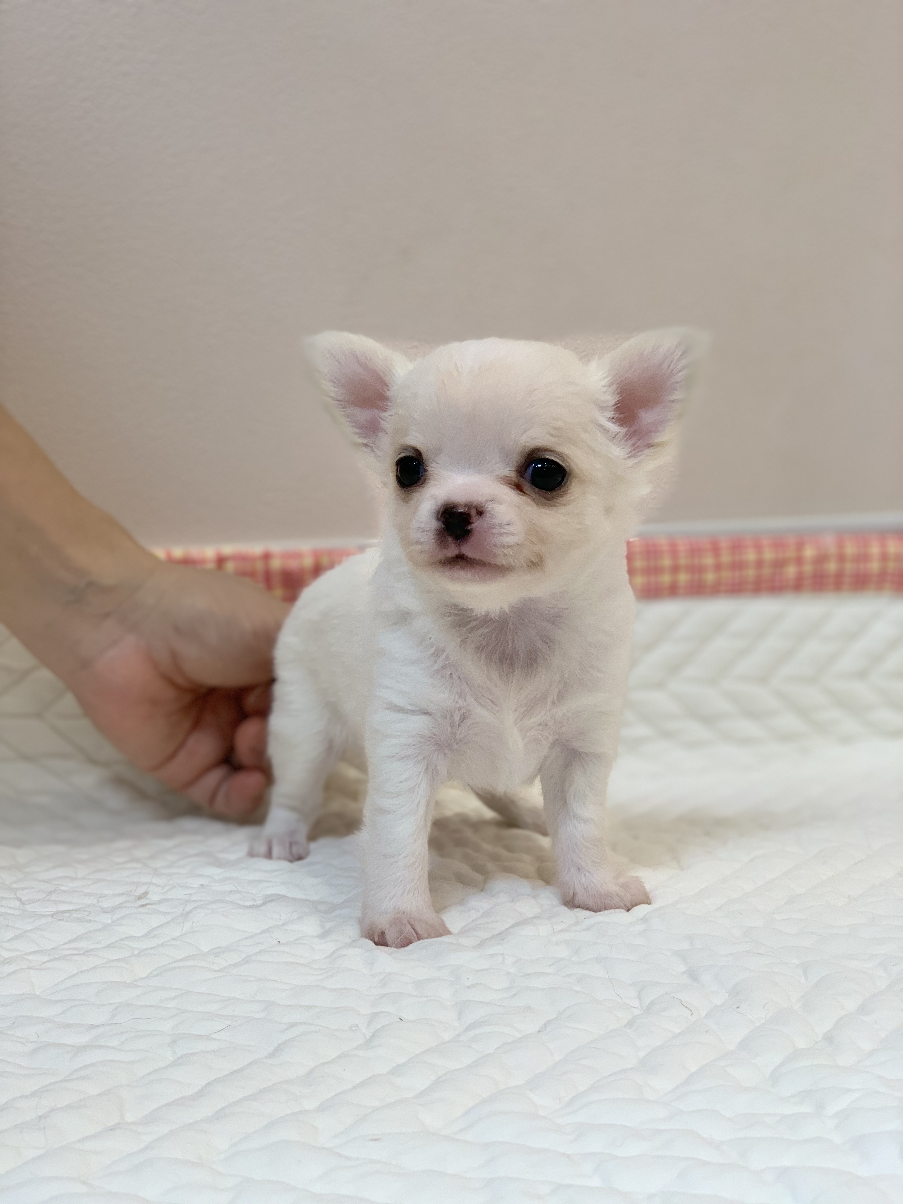 飼い主様決まったワン！