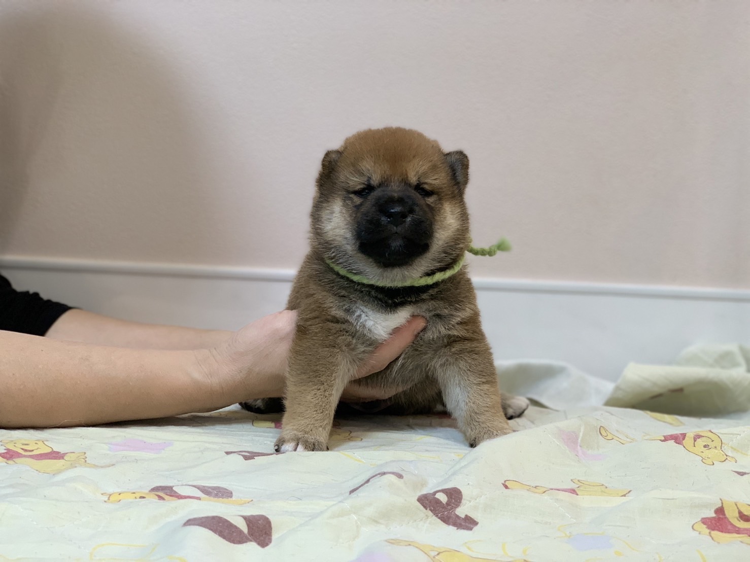 飼い主様決まったワン！
