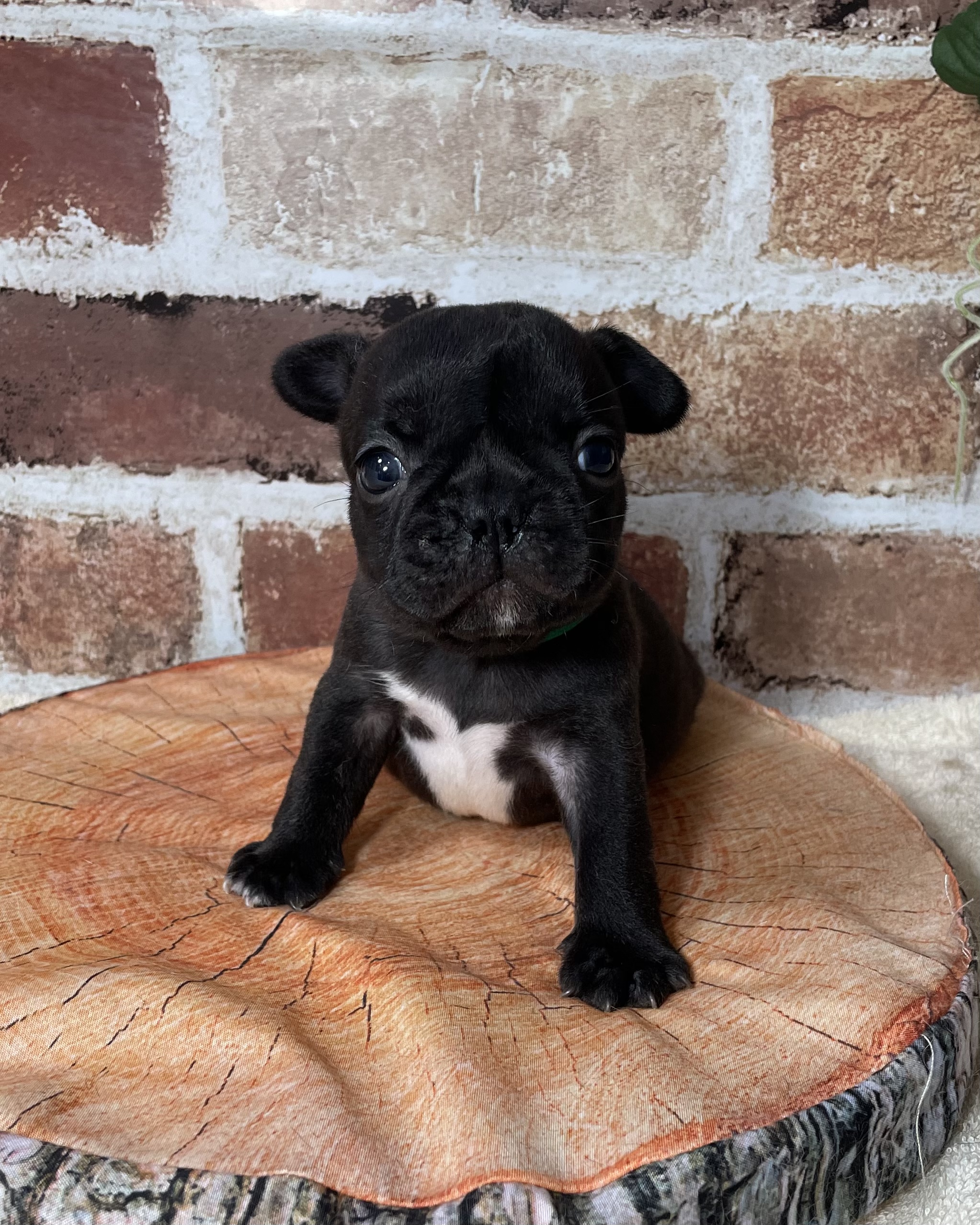 飼い主様決まったワン！