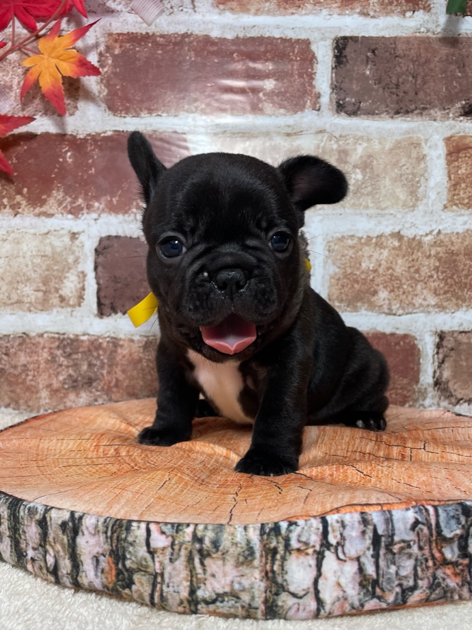 飼い主様決まったワン！