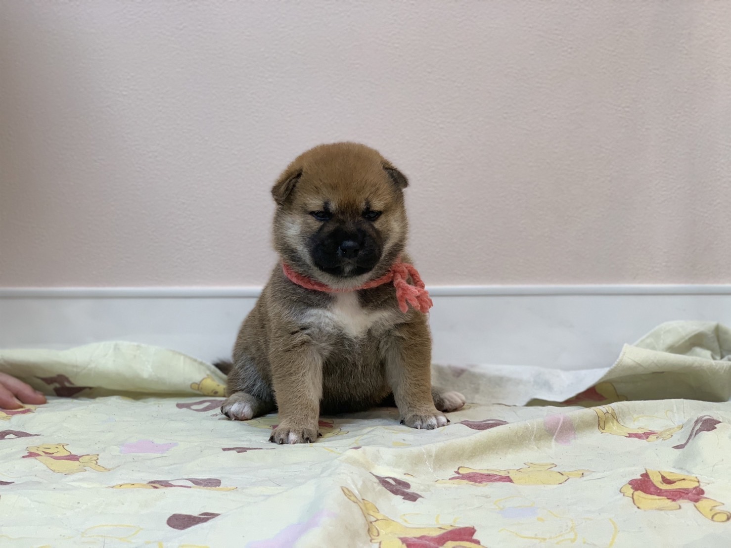 飼い主様決まったワン！