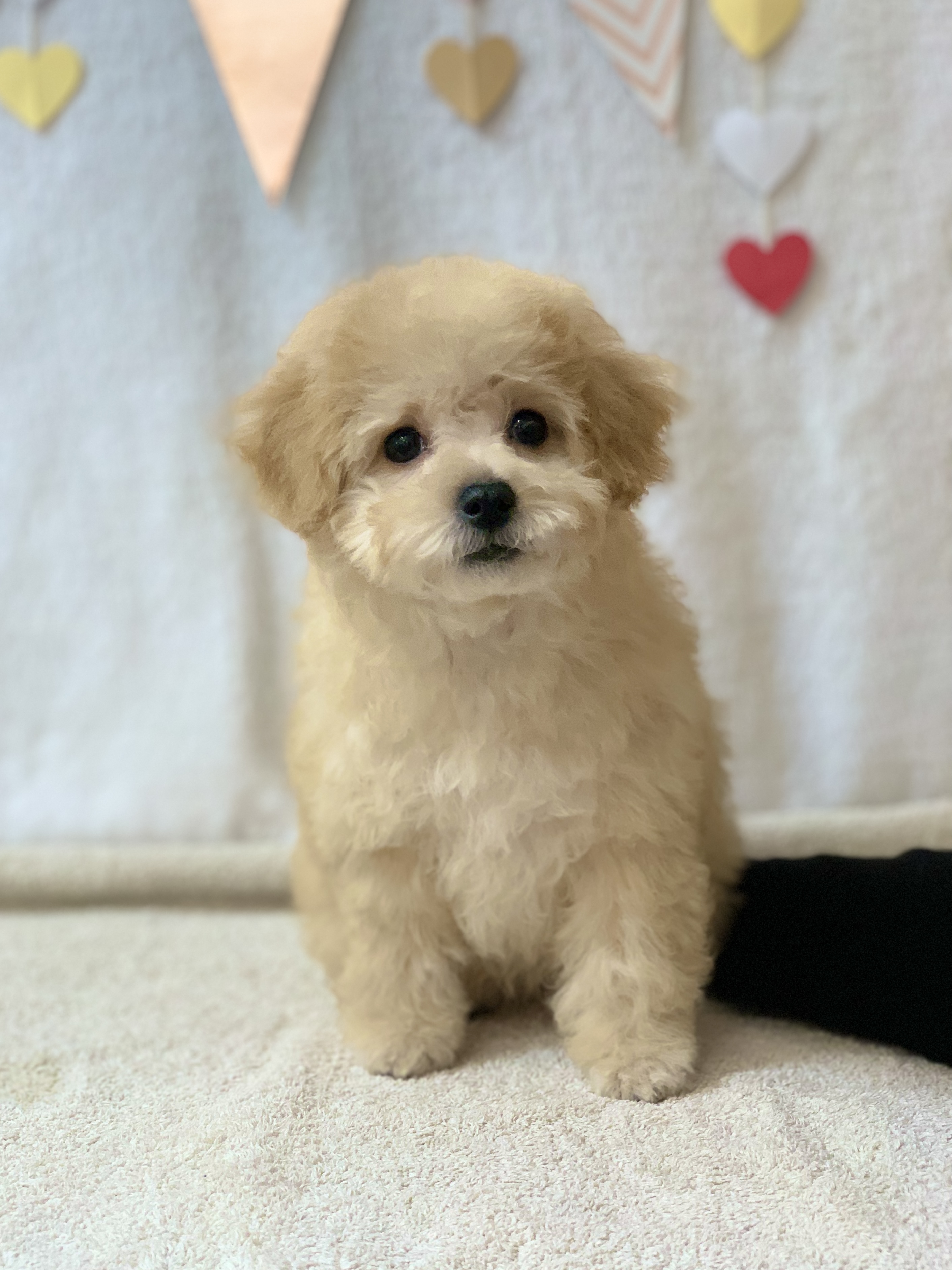 飼い主様決まったワン！