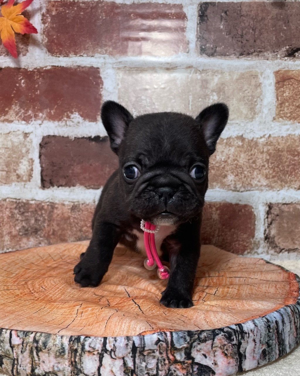 飼い主様決まったワン！